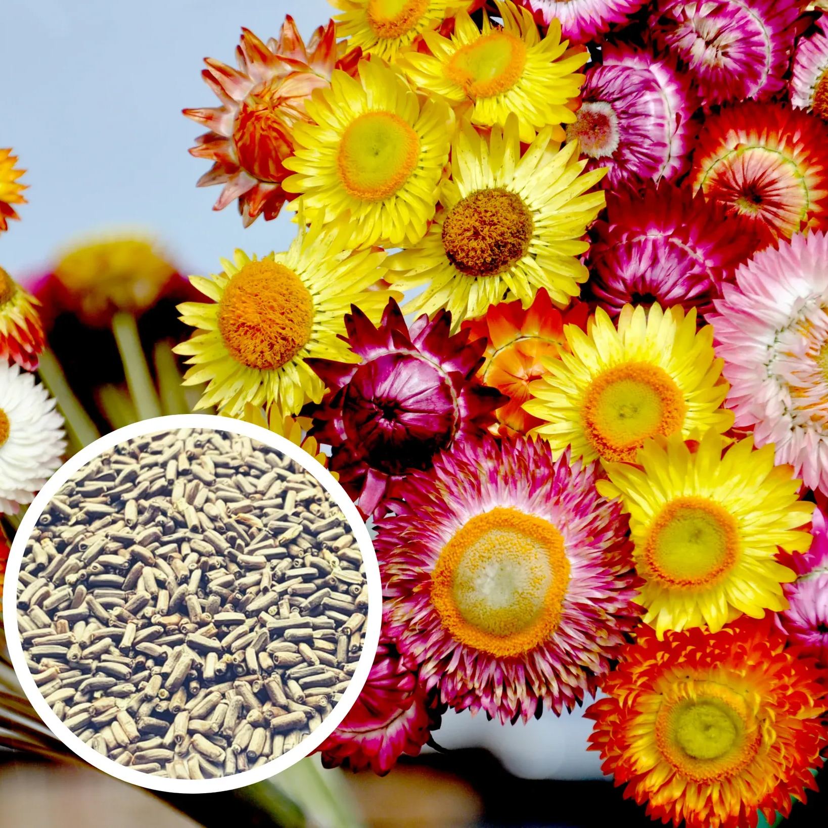 Mixed Helichrysum Seeds-Drought Tolerant Annual Plant