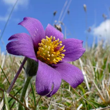 Rare seeds Pulsatilla Vulgaris Violet 20 seeds