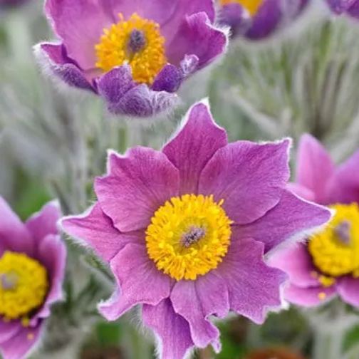 Rare seeds Pulsatilla Vulgaris Violet 20 seeds