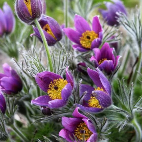 Rare seeds Pulsatilla Vulgaris Violet 20 seeds