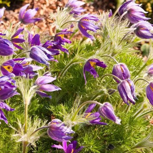 Rare seeds Pulsatilla Vulgaris Violet 20 seeds