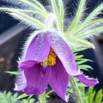Rare seeds Pulsatilla Vulgaris Violet 20 seeds
