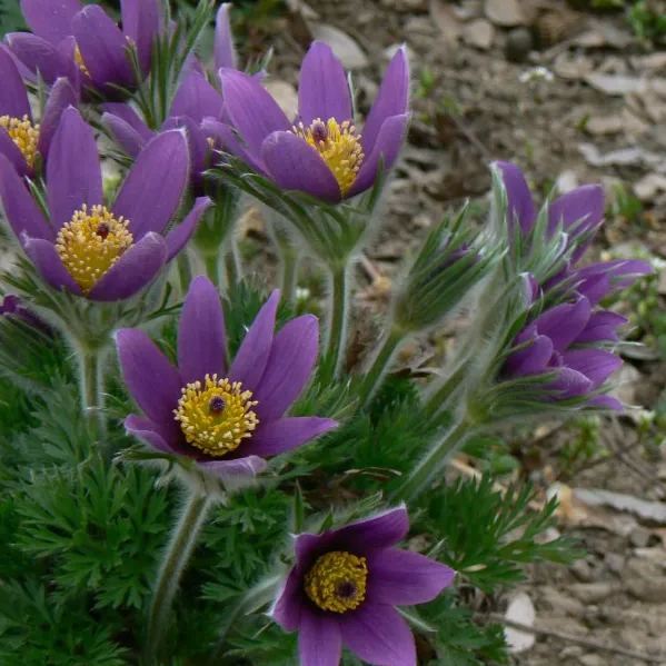 Rare seeds Pulsatilla Vulgaris Violet 20 seeds