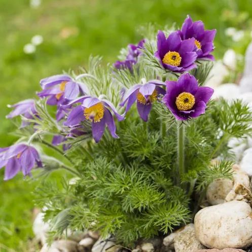 Rare seeds Pulsatilla Vulgaris Violet 20 seeds