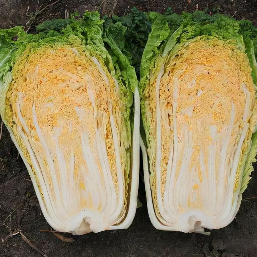 Orange Heart Chinese Seeds