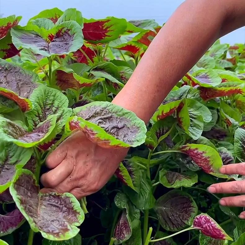 Giant Red Leaf Amaranth Seeds