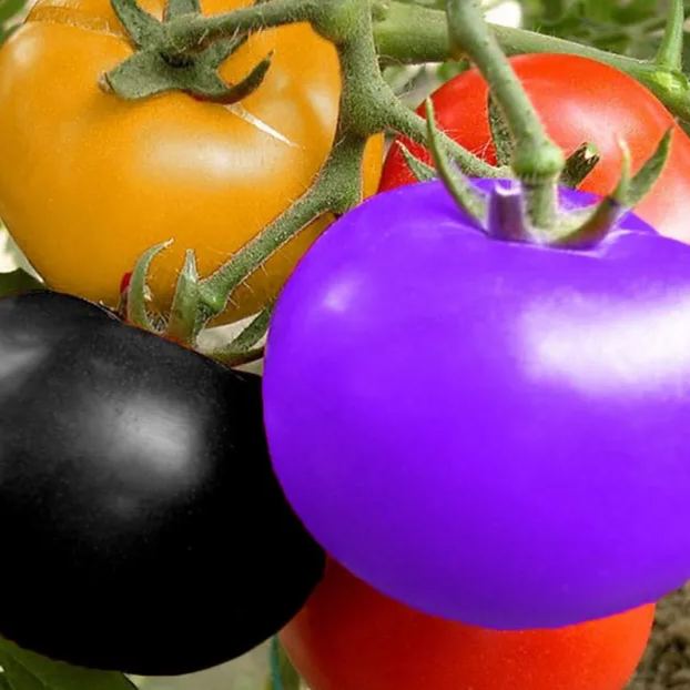 Colorful Tomatoes Seeds-Rare Seeds