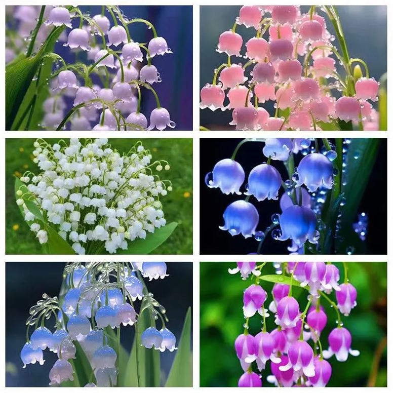 Lily of the Valley Seeds | Fragrant Flowers