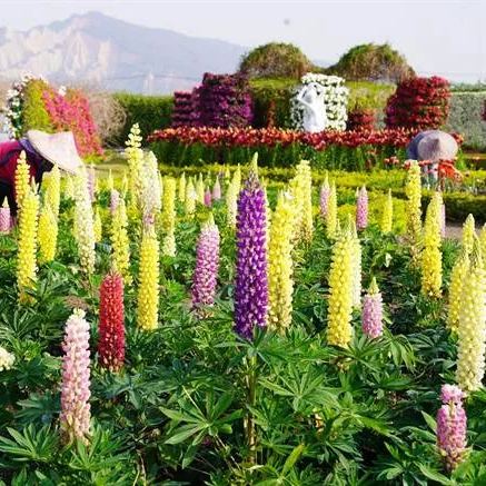 Wild Perennial Lupine Seeds for Planting 