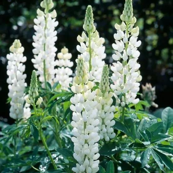Wild Perennial Lupine Seeds for Planting 