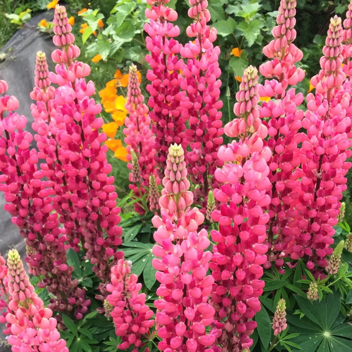 Wild Perennial Lupine Seeds for Planting 