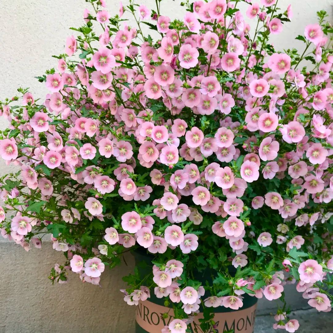 Dwarf Hibiscus, False mallow-chloriseeds