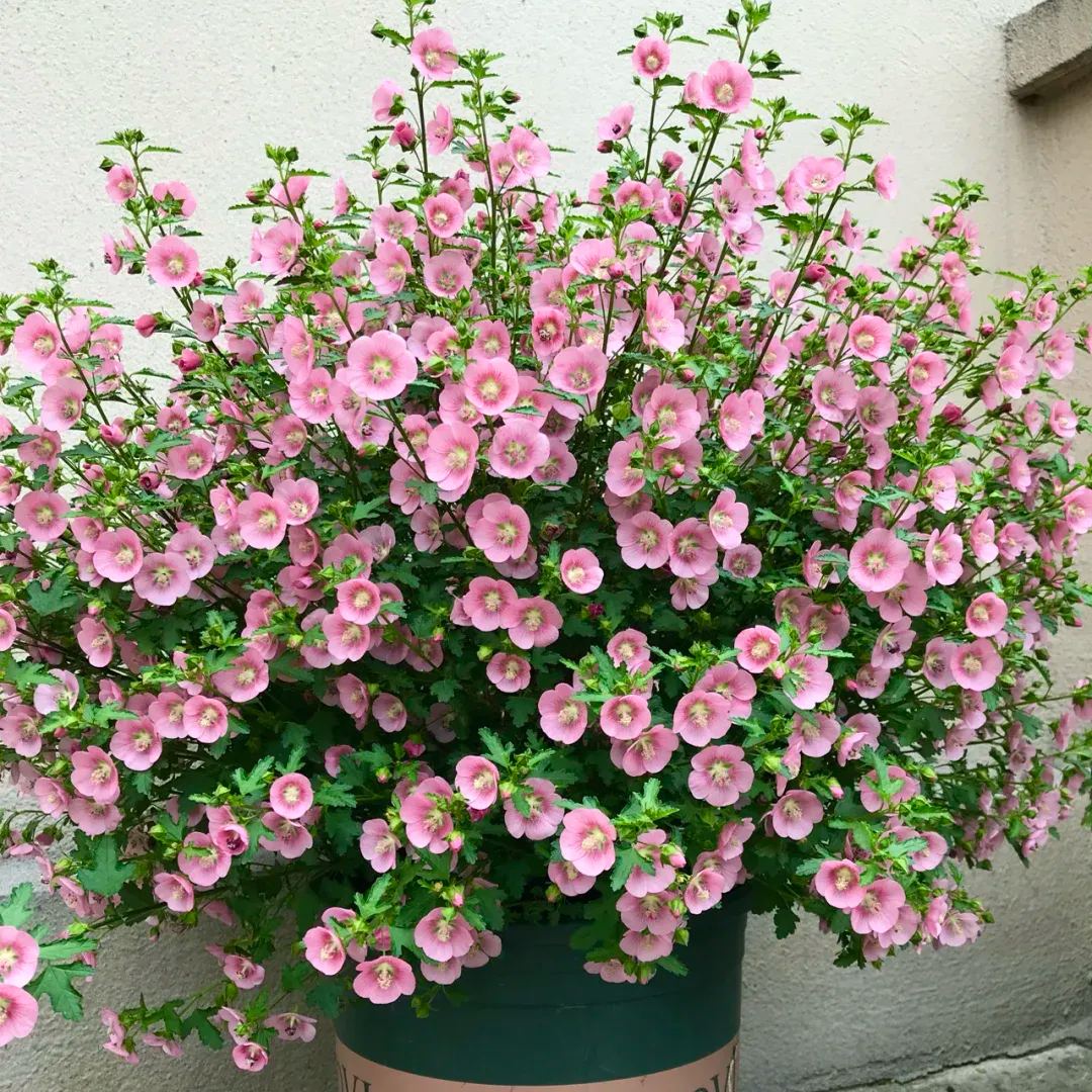 Dwarf Hibiscus, False mallow-chloriseeds