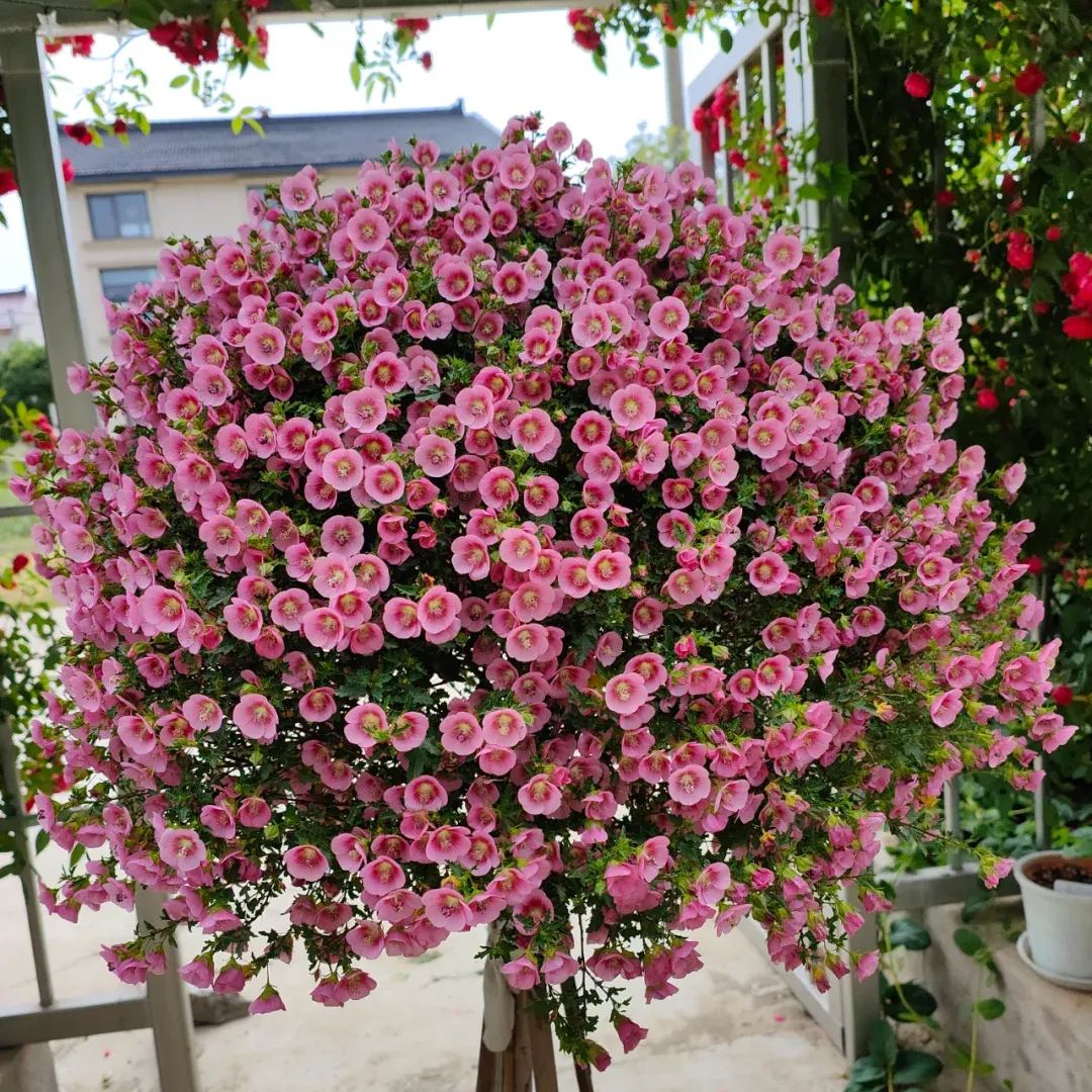 Dwarf Hibiscus, False mallow-chloriseeds