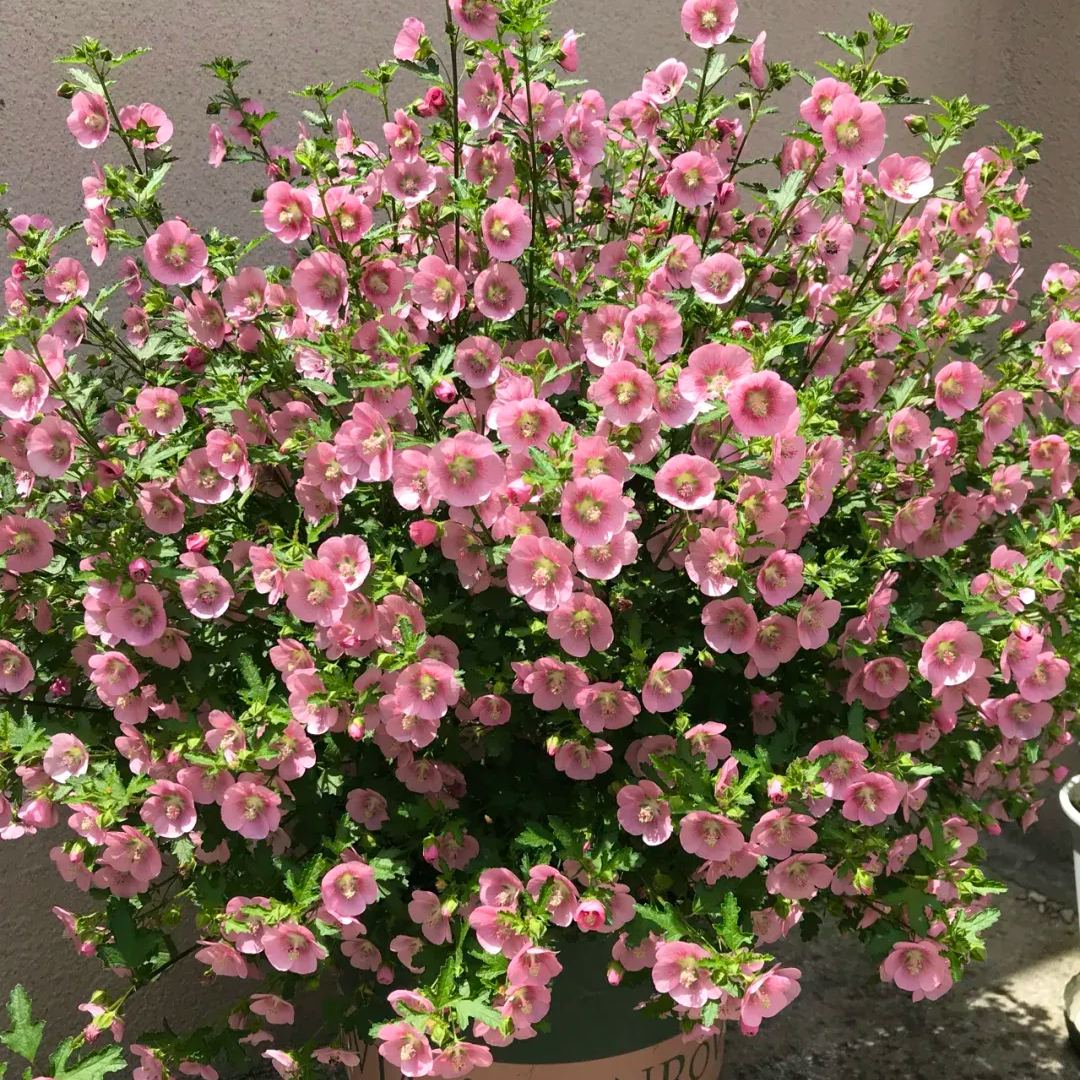 Dwarf Hibiscus, False mallow-chloriseeds