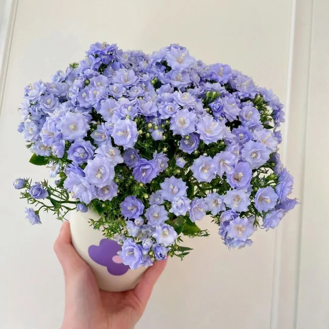 Danish Bellflowers, Campanula, haylodgensis ' Blue Wonder '