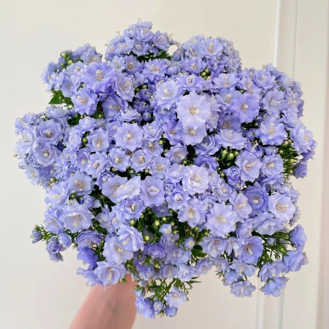 Danish Bellflowers, Campanula, haylodgensis ' Blue Wonder '