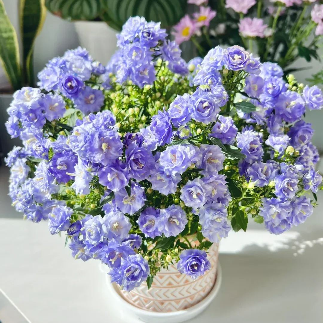 Danish Bellflowers, Campanula, haylodgensis ' Blue Wonder '