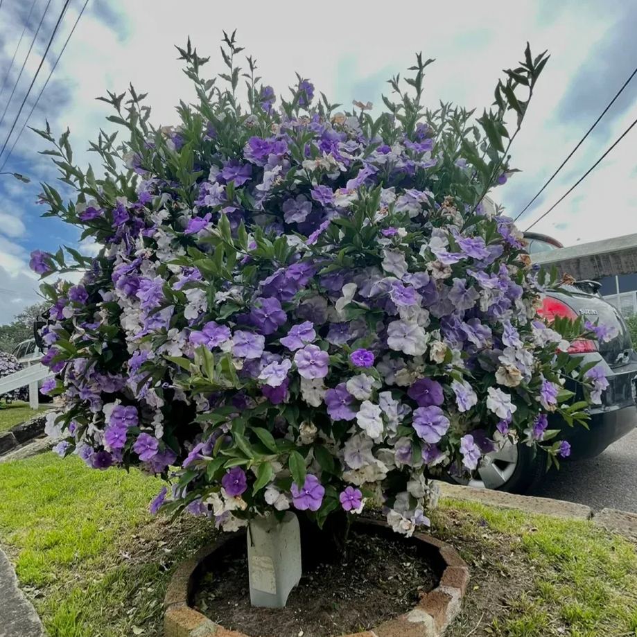 Brunfelsia pauciflora bonodora, Yesterday Today Tomorrow
