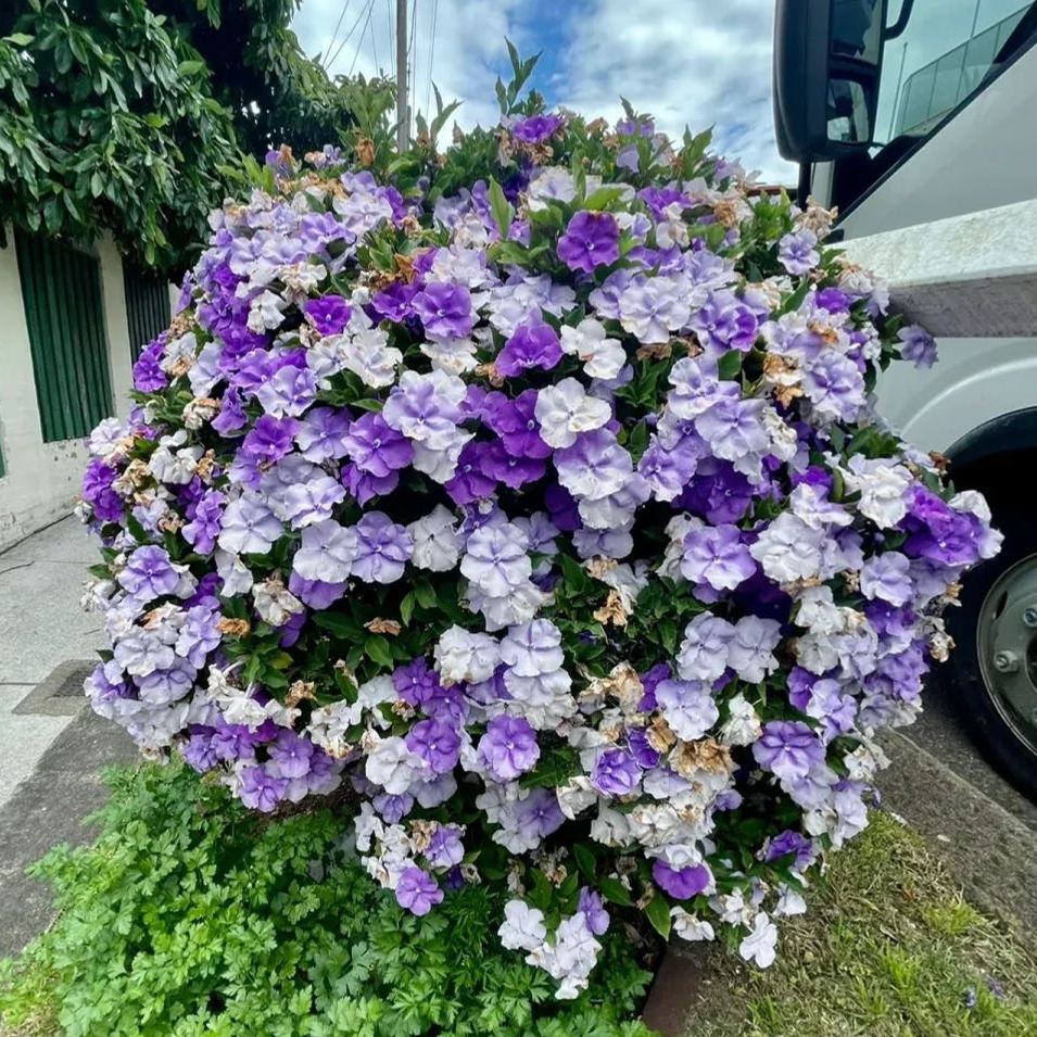 Brunfelsia pauciflora bonodora, Yesterday Today Tomorrow