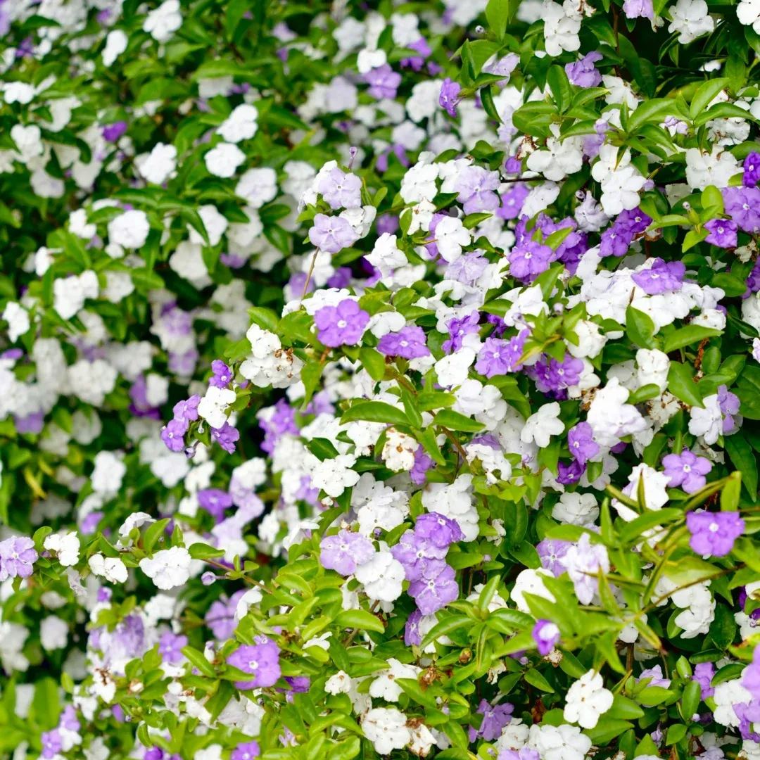 Brunfelsia pauciflora bonodora, Yesterday Today Tomorrow