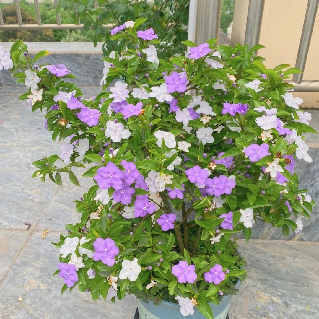 Brunfelsia pauciflora bonodora, Yesterday Today Tomorrow