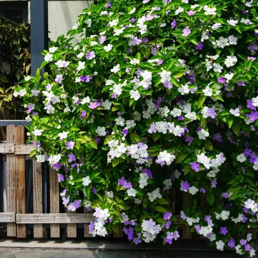 Brunfelsia pauciflora bonodora, Yesterday Today Tomorrow