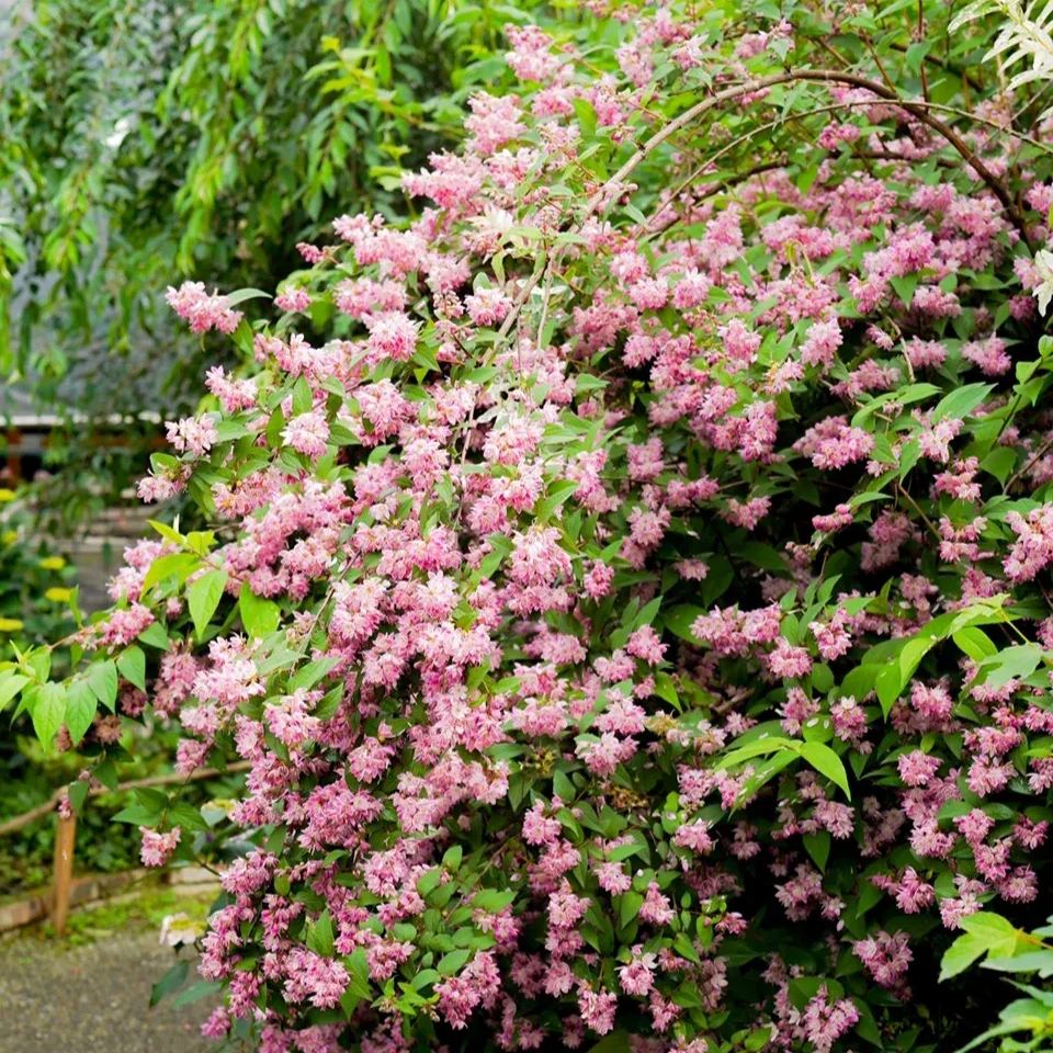 Deutzia