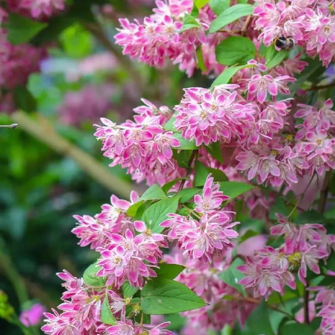 Deutzia
