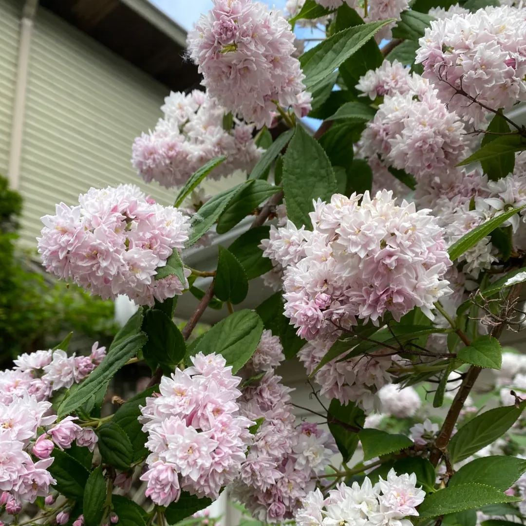 Deutzia