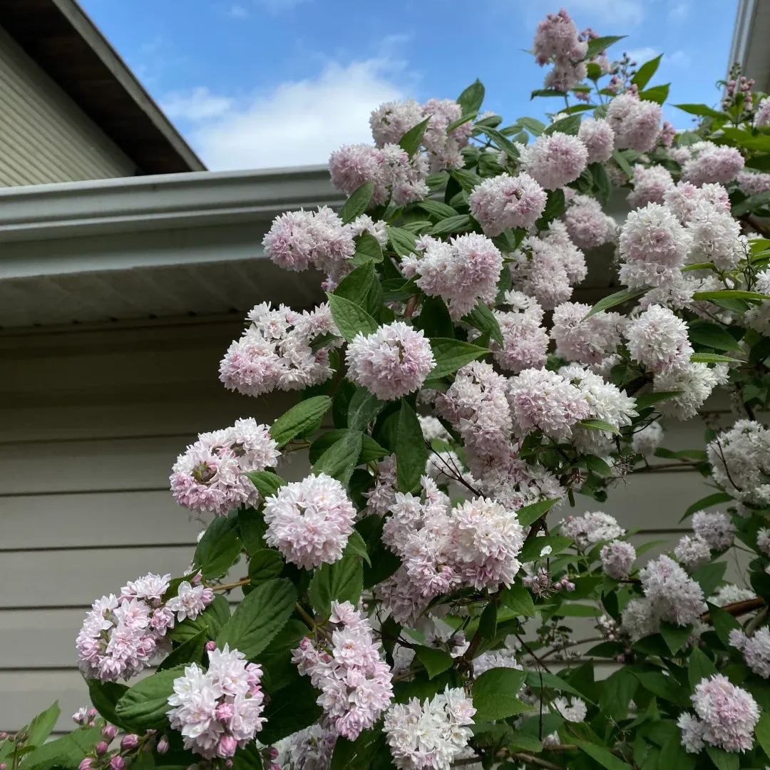 Deutzia