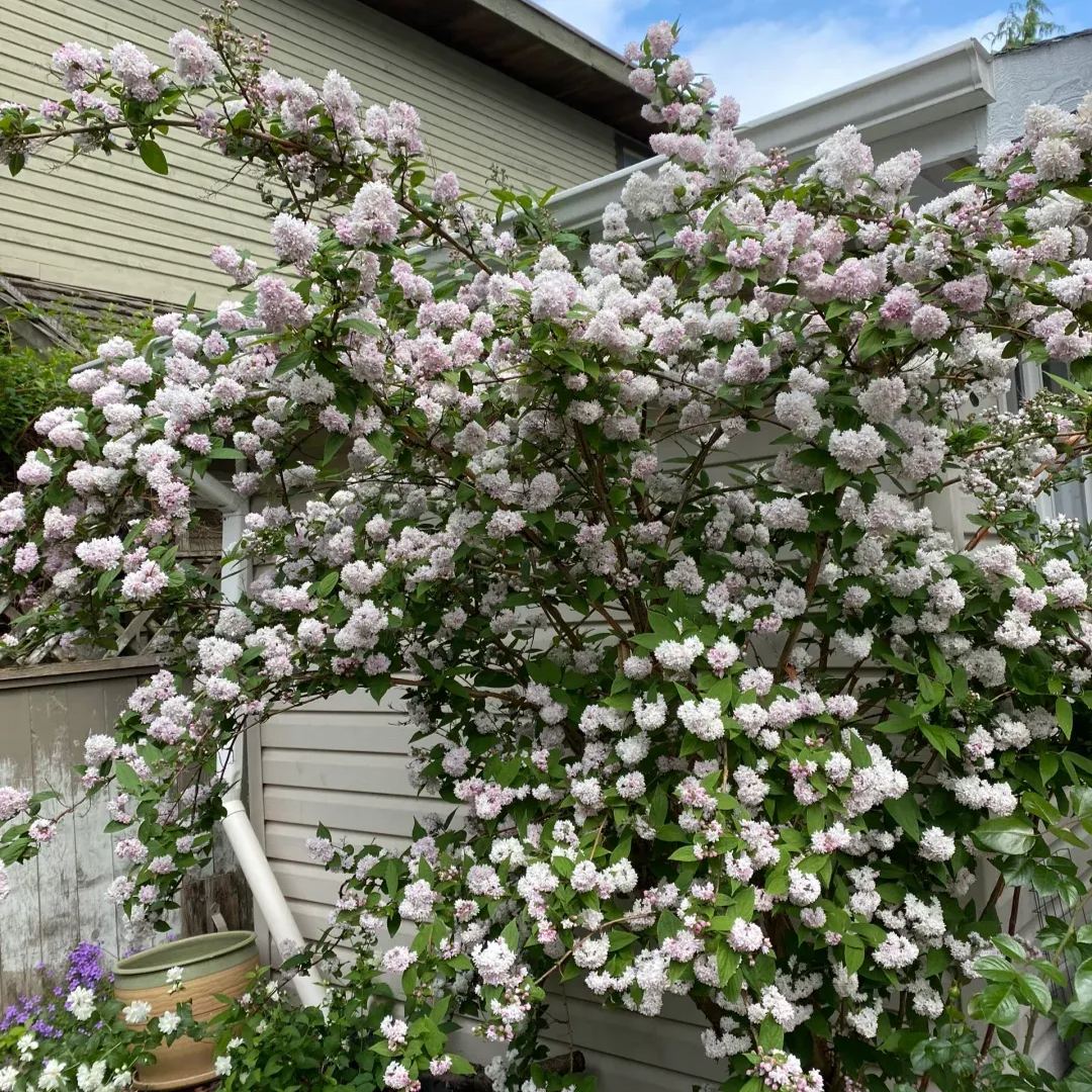 Deutzia