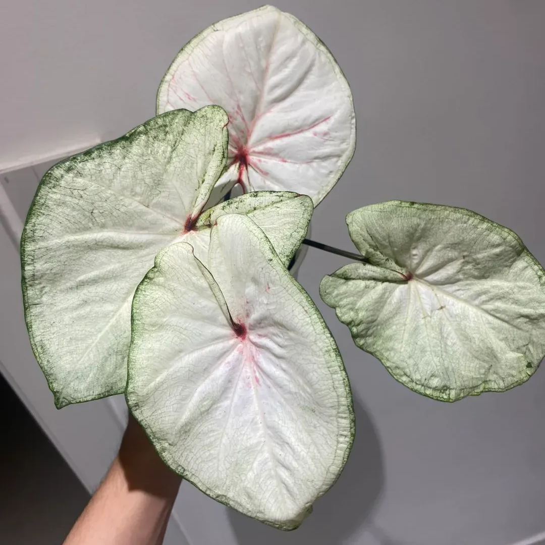 Rare Caladium Seeds