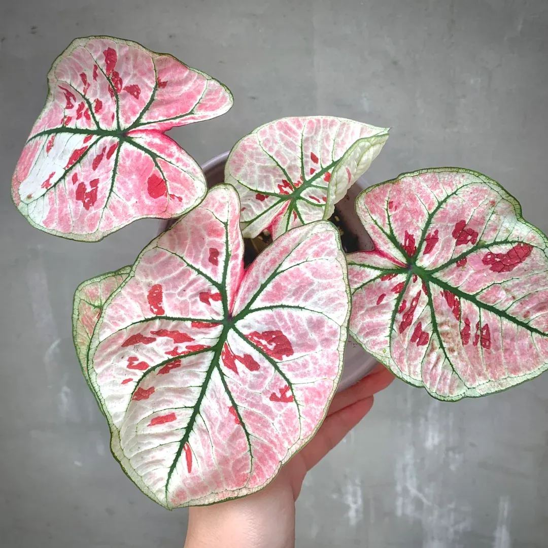 Rare Caladium Seeds