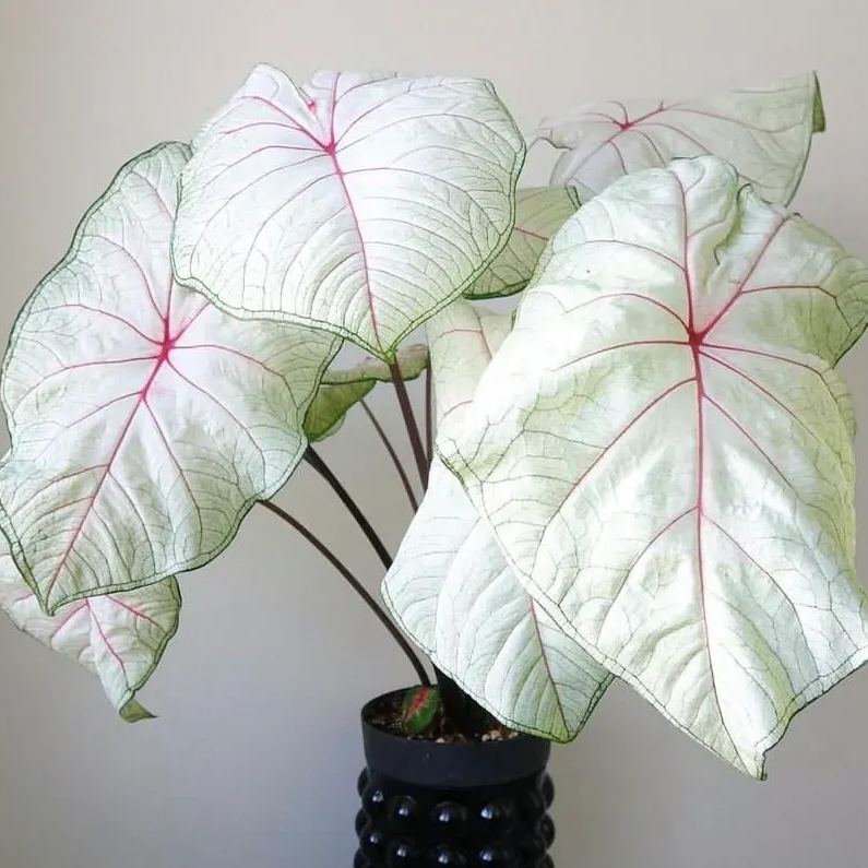 Rare Caladium Seeds