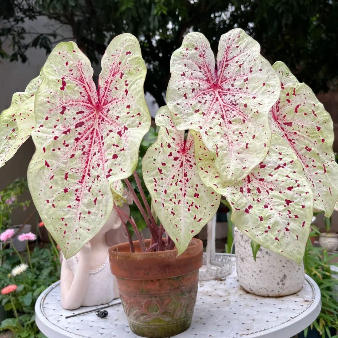 Rare Caladium Seeds