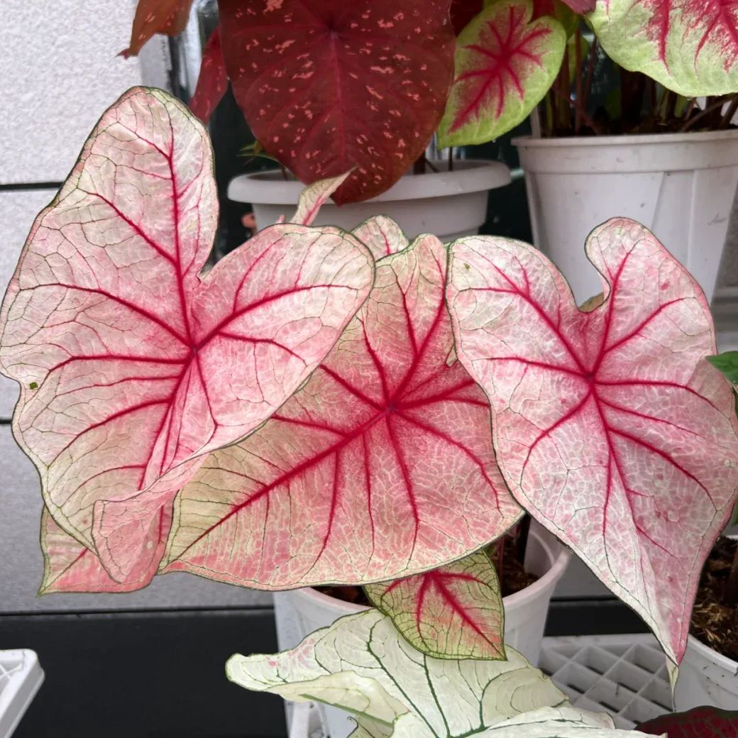 Rare Caladium Seeds