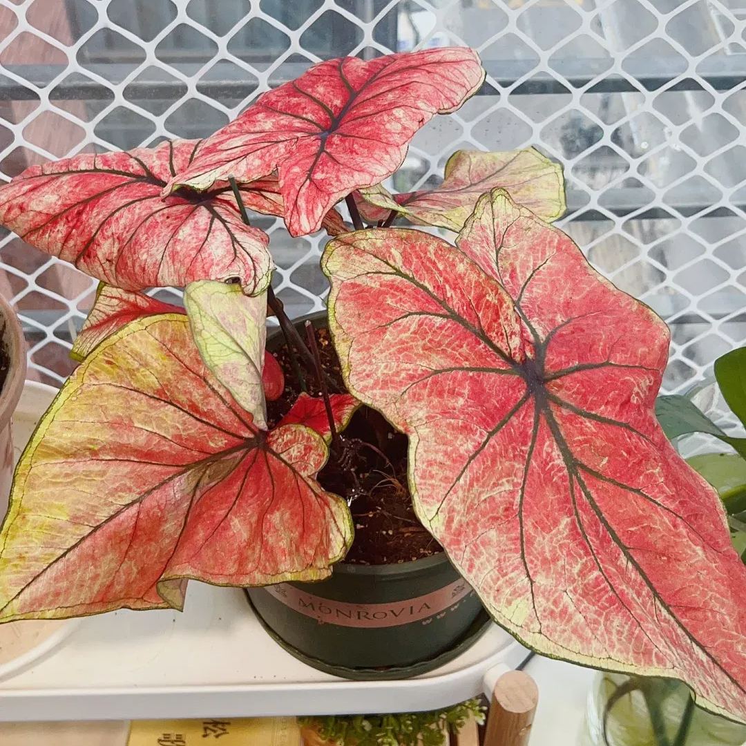 Rare Caladium Seeds