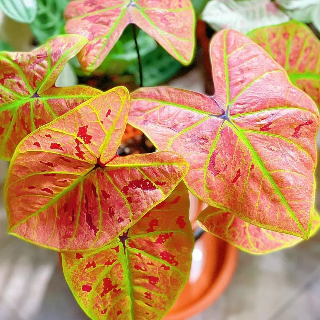 Rare Caladium Seeds