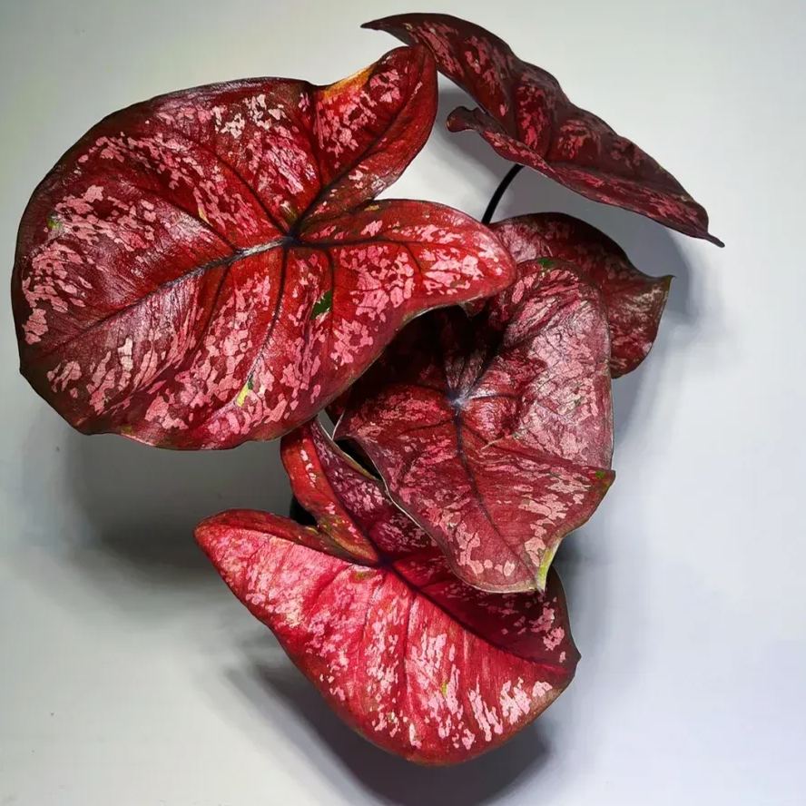 Rare Caladium Seeds
