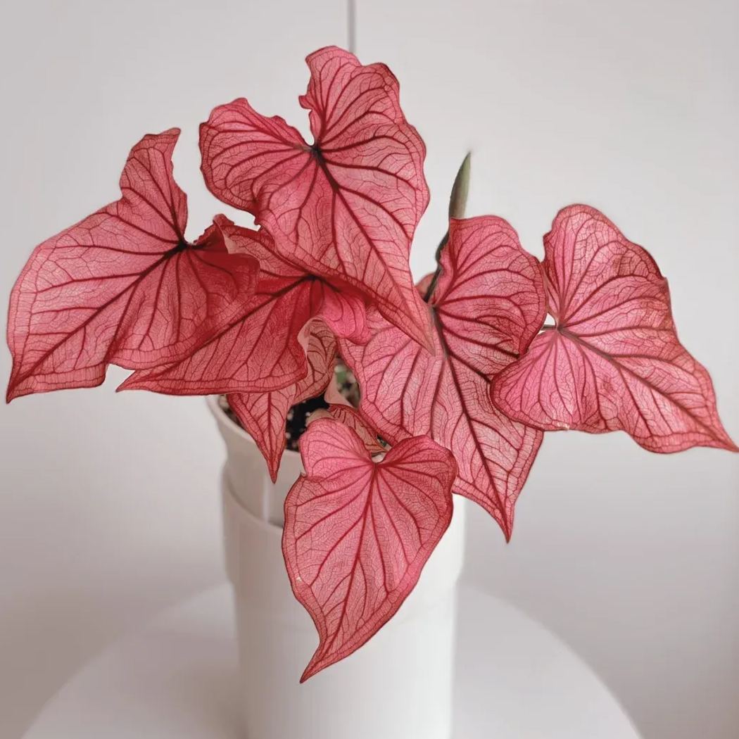 Rare Caladium Seeds