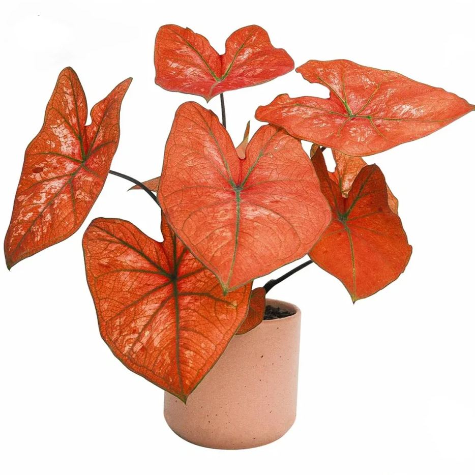 Rare Caladium Seeds
