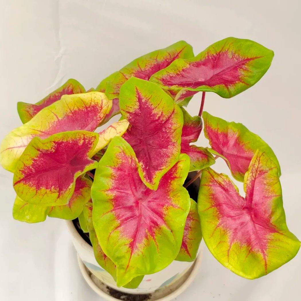 Rare Caladium Seeds