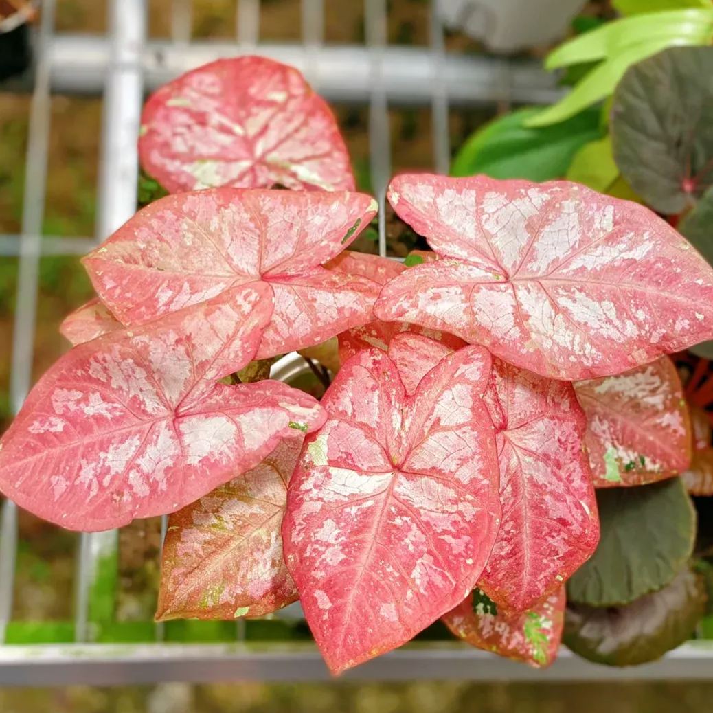 Rare Caladium Seeds