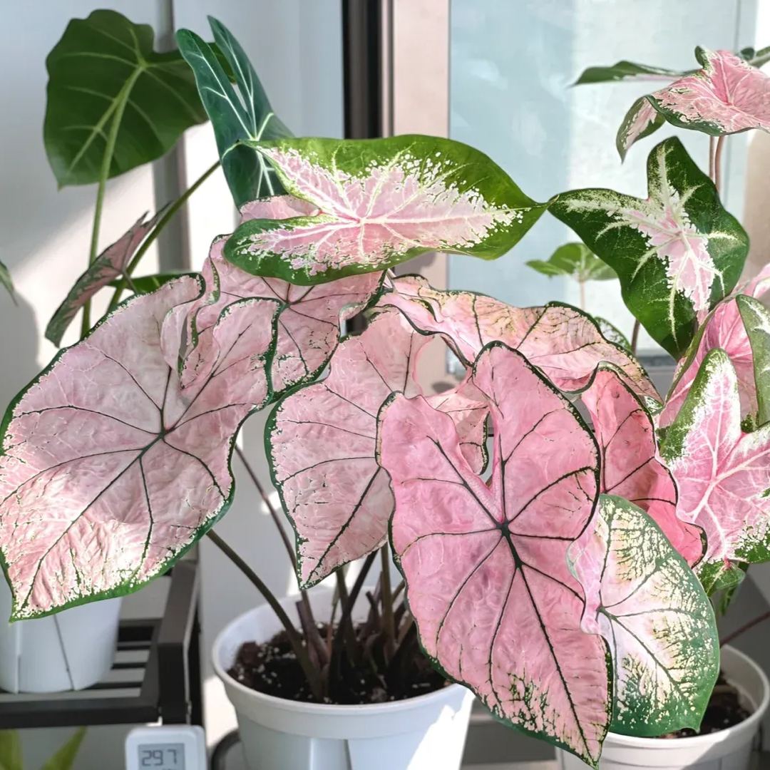 Rare Caladium Seeds