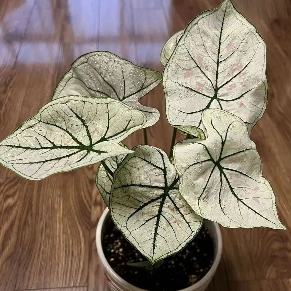 Rare Caladium Seeds