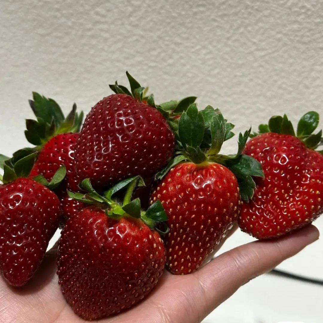 True Red Meiling Strawberries Seeds