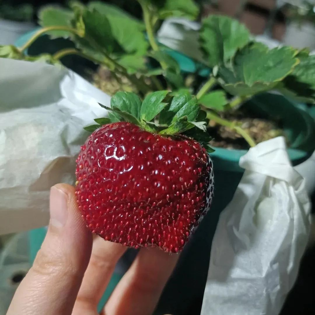 True Red Meiling Strawberries Seeds