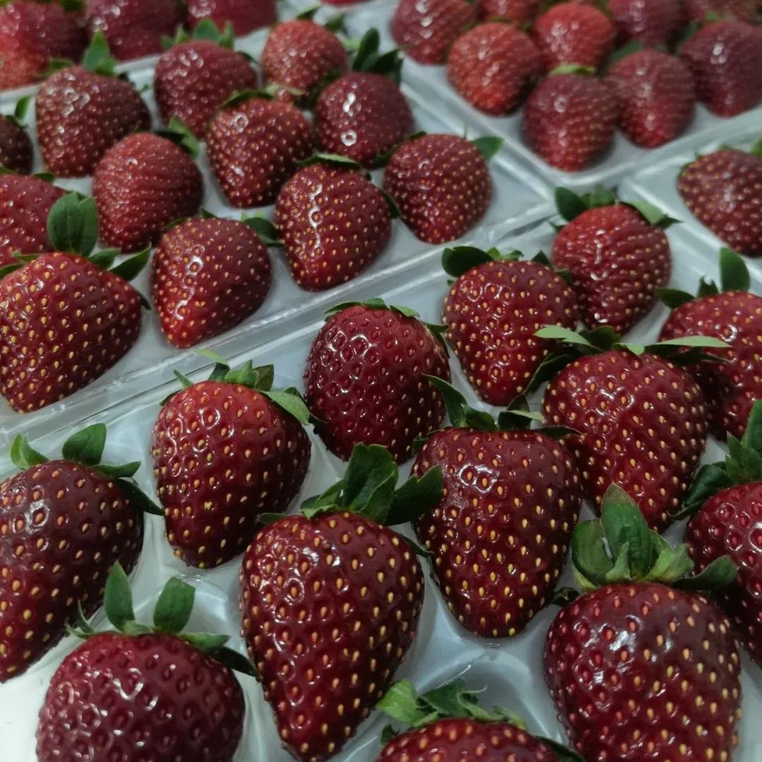 True Red Meiling Strawberries Seeds