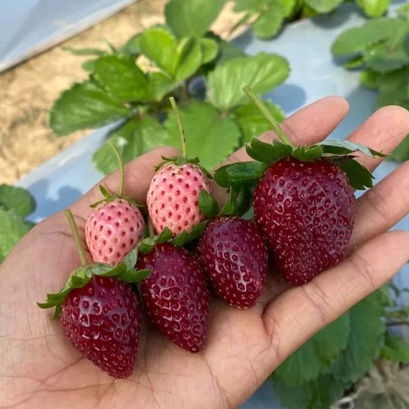 True Red Meiling Strawberries Seeds